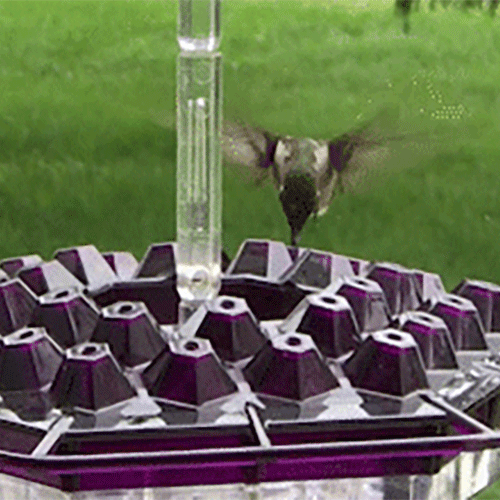 Hanging Hummingbird Feeder with Clear Nectar Reservoir