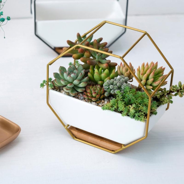 Octagonal Wall-Mounted Succulent Planter with Bamboo Support and Iron Frame