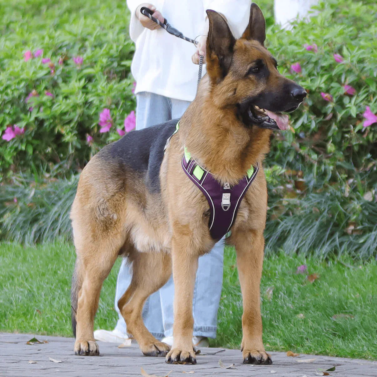 Comfort Padded No-Pull Dog Harness with Safety Handle