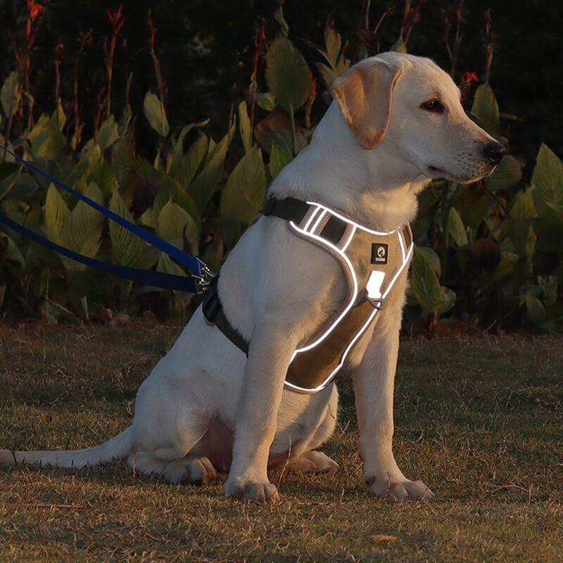 Comfort Padded No-Pull Dog Harness with Safety Handle