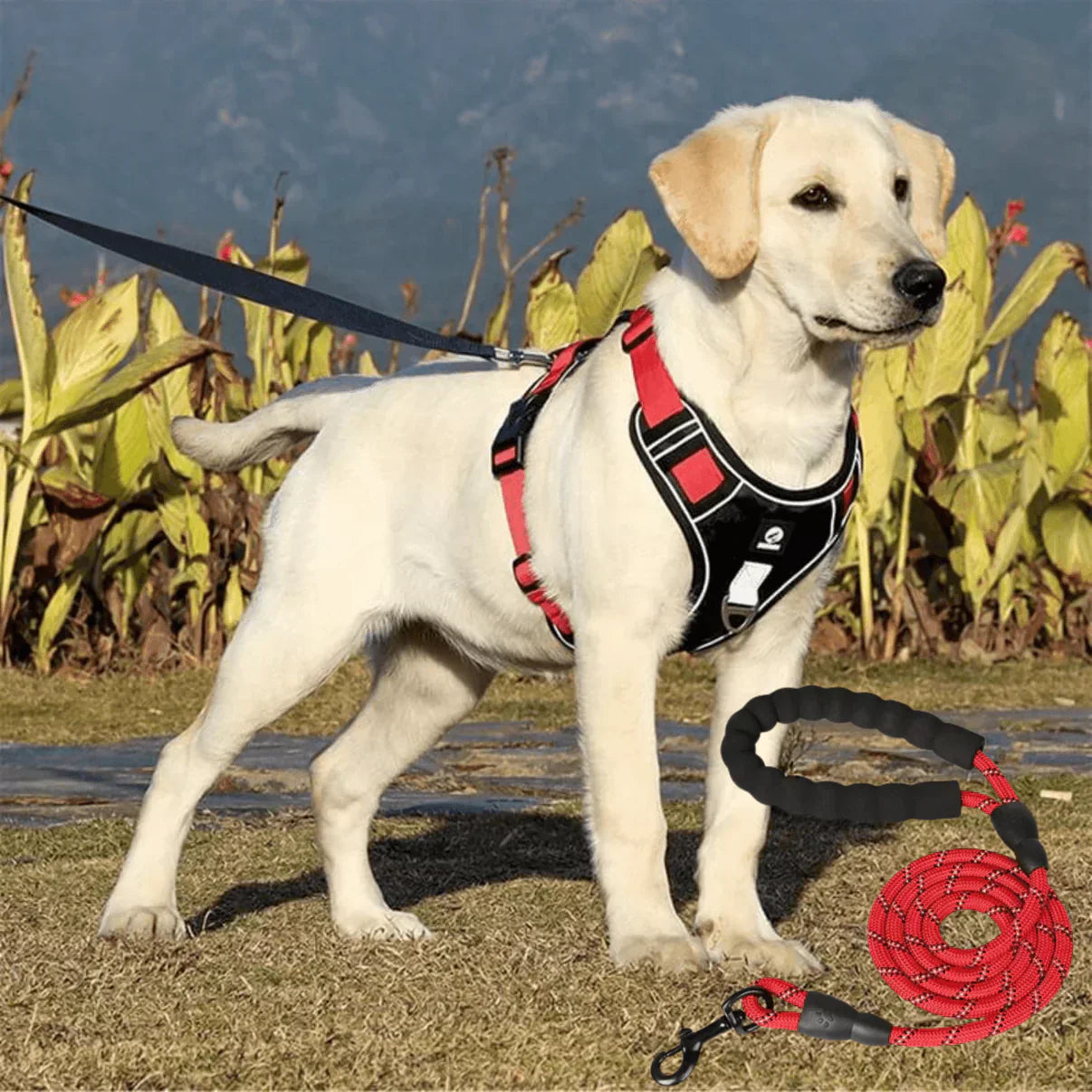 Comfort Padded No-Pull Dog Harness with Safety Handle
