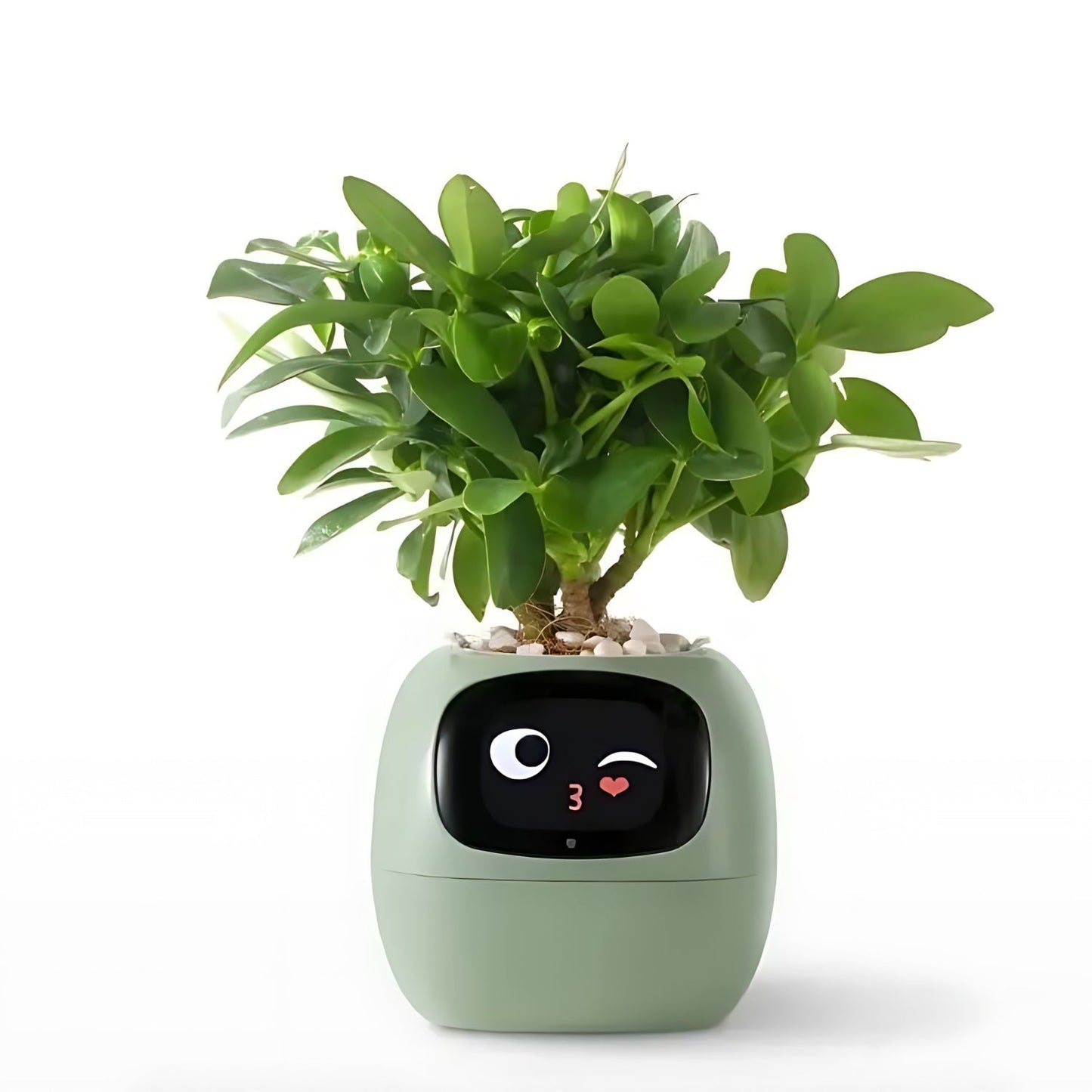 Automatic Smart Flower Pot with App Integration and Emojis