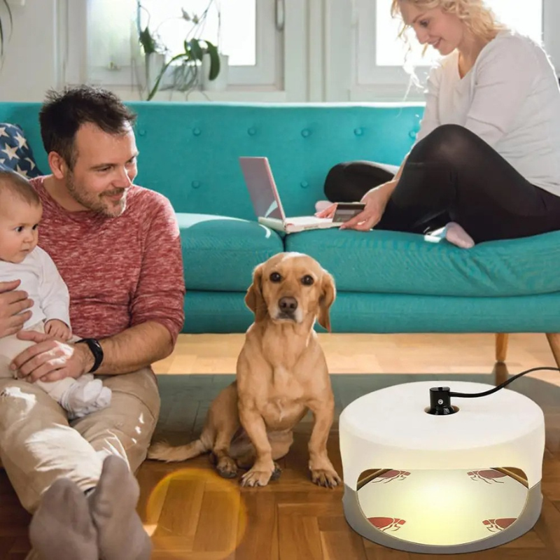 Indoor Sticky Insect Trap for Fleas and Bed Bugs