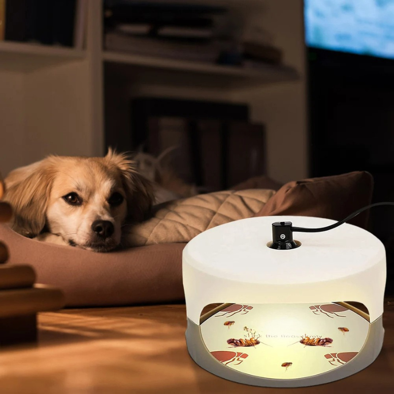 Indoor Sticky Insect Trap for Fleas and Bed Bugs