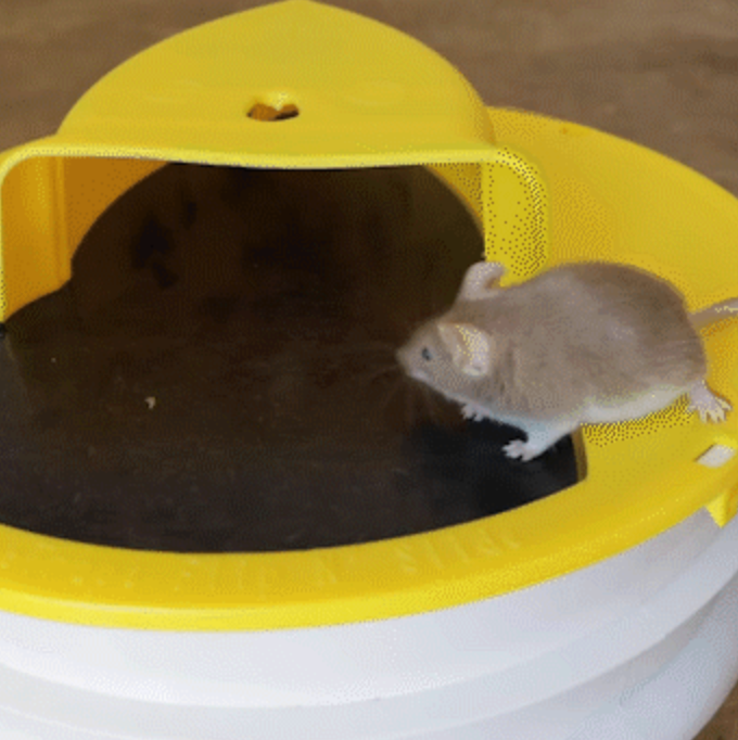Nontoxic Bucket Lid Mouse Trap for Mice and Rats