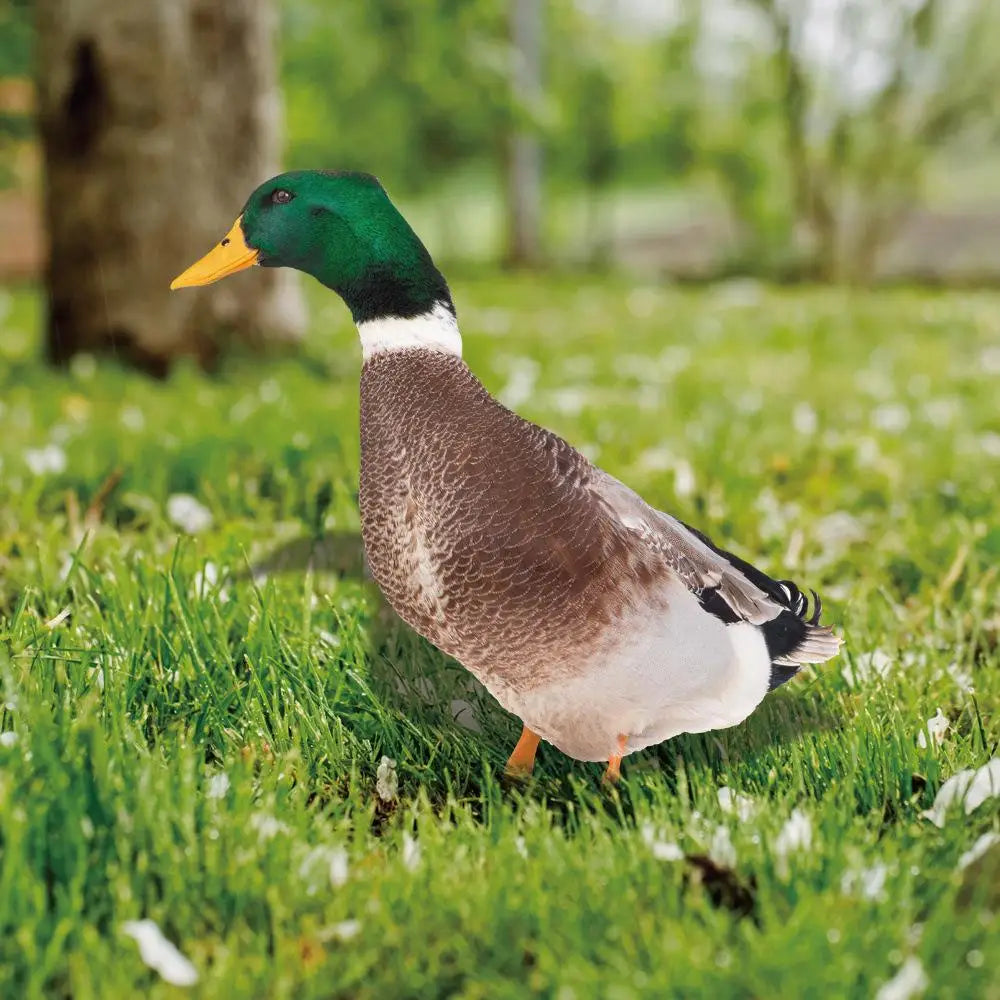 Double-Sided Duck Garden Decoration - Weather-Resistant Acrylic