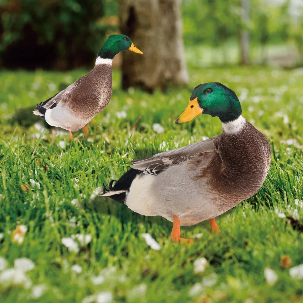 Double-Sided Duck Garden Decoration - Weather-Resistant Acrylic
