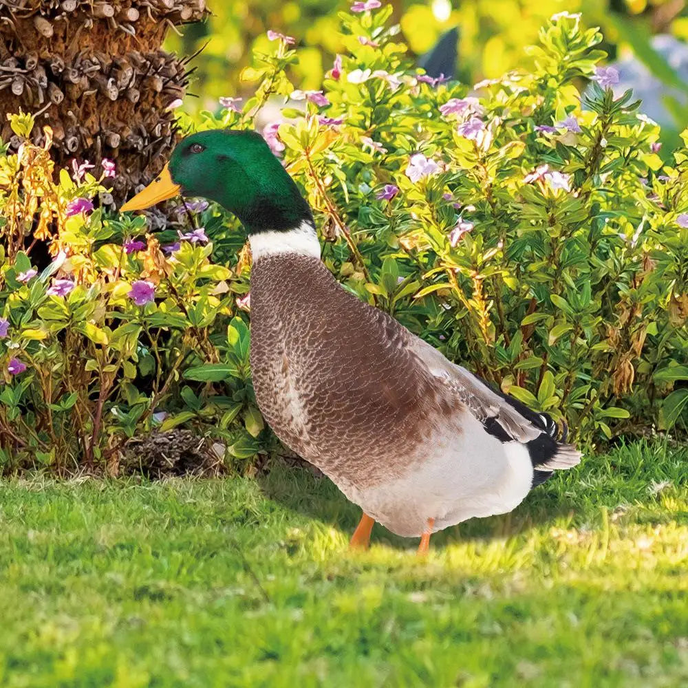 Double-Sided Duck Garden Decoration - Weather-Resistant Acrylic