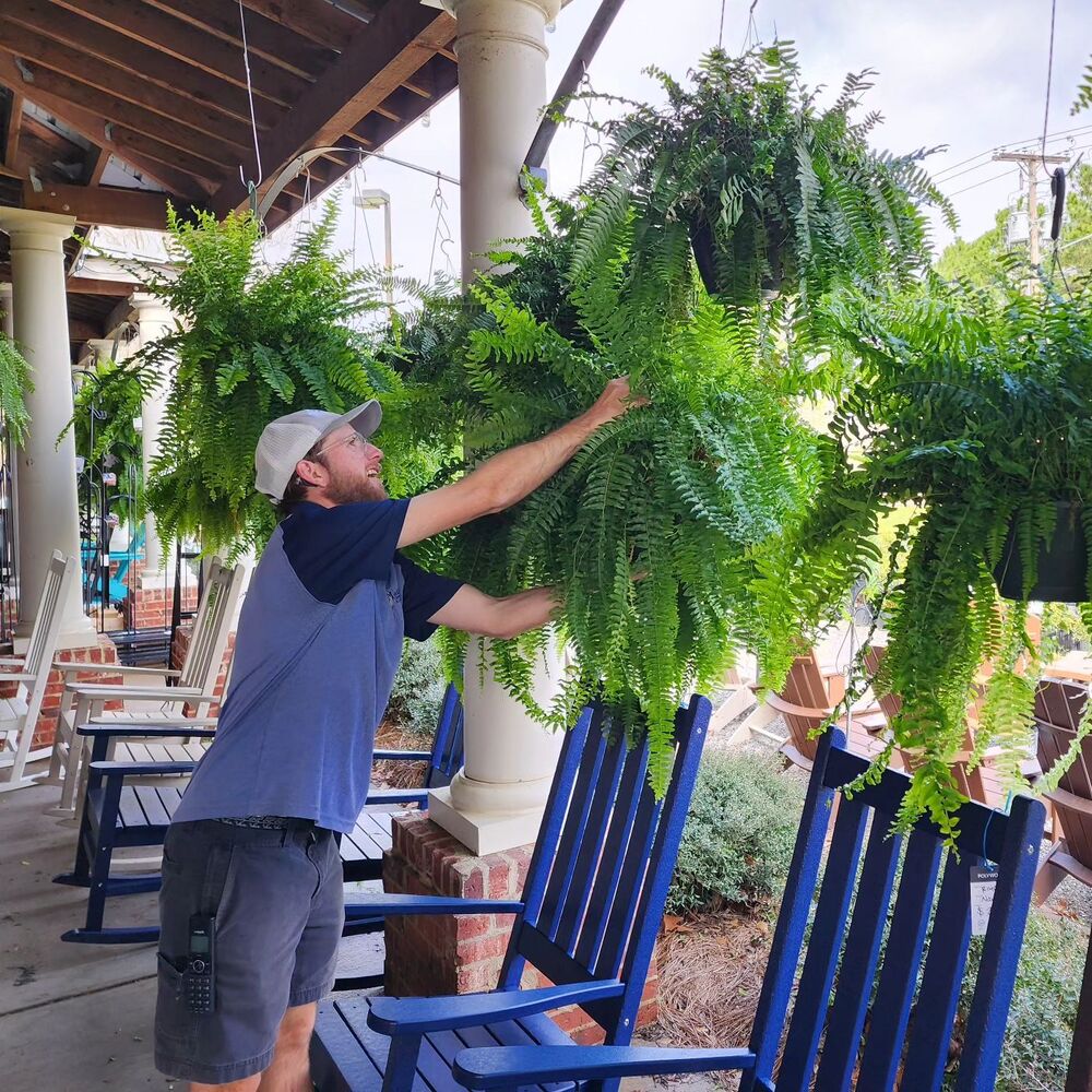 Luxurious UV Resistant Artificial Boston Fern Plant