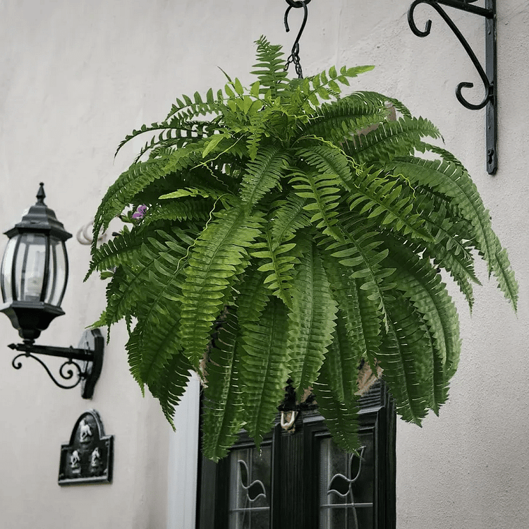 Luxurious UV Resistant Artificial Boston Fern Plant