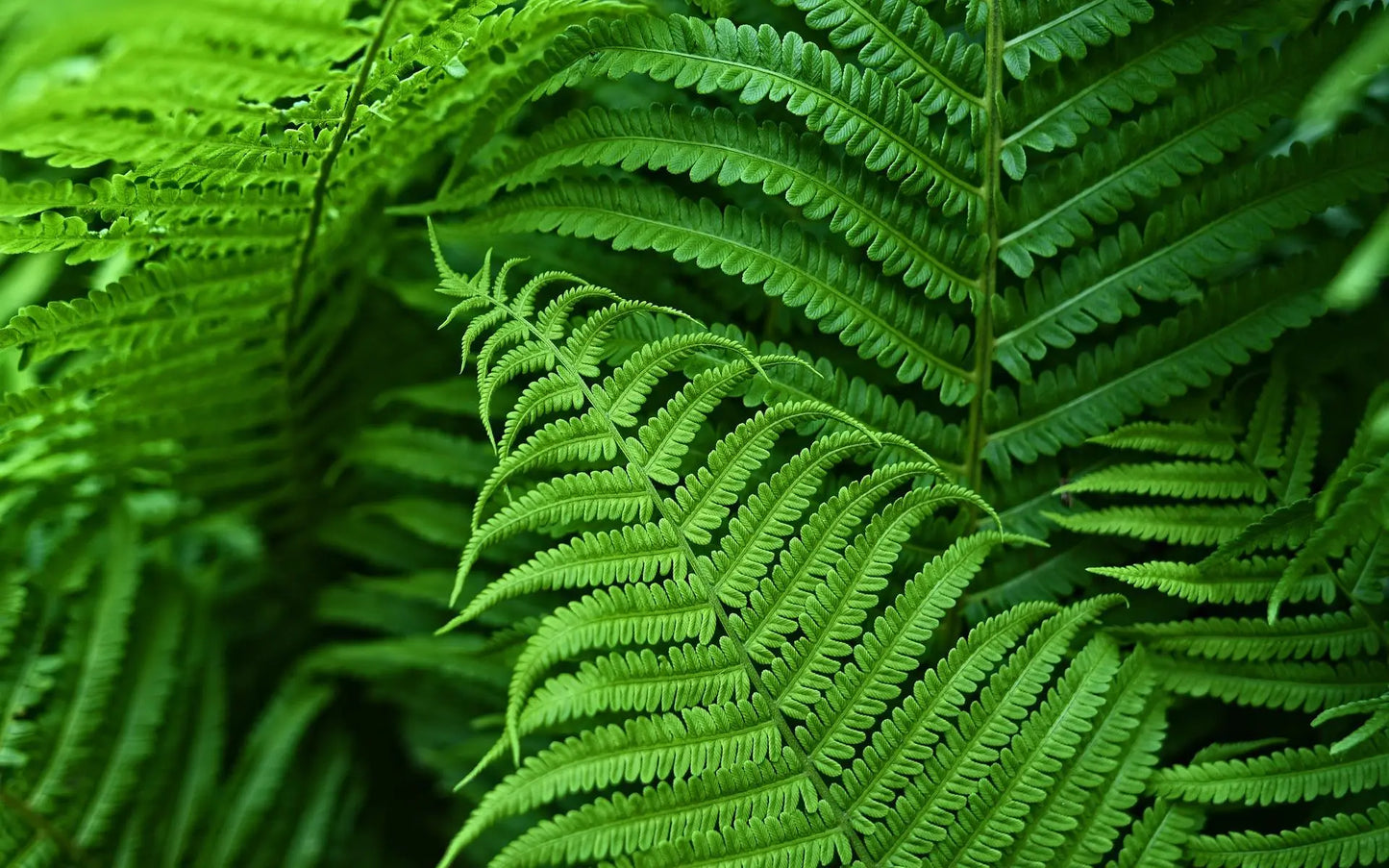 Luxurious UV Resistant Artificial Boston Fern Plant