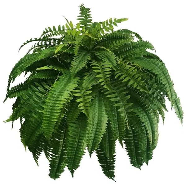 Luxurious UV Resistant Artificial Boston Fern Plant