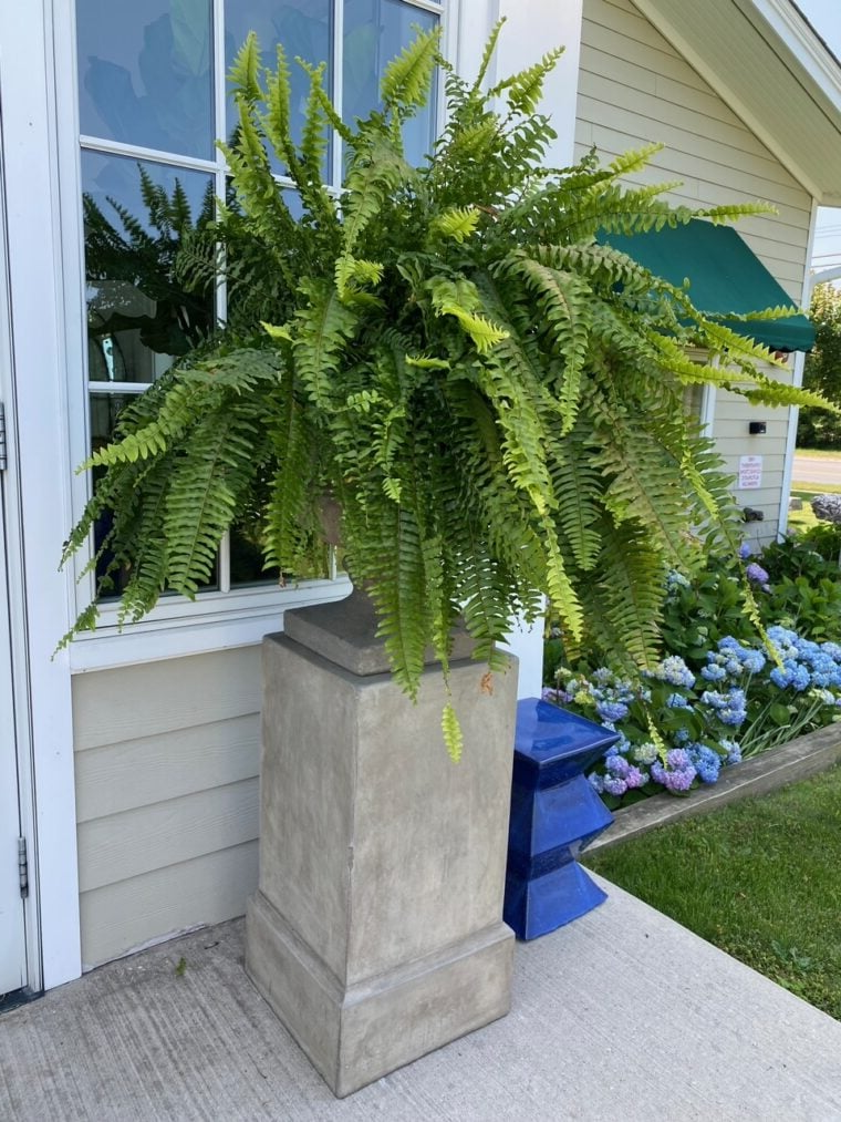 Luxurious UV Resistant Artificial Boston Fern Plant