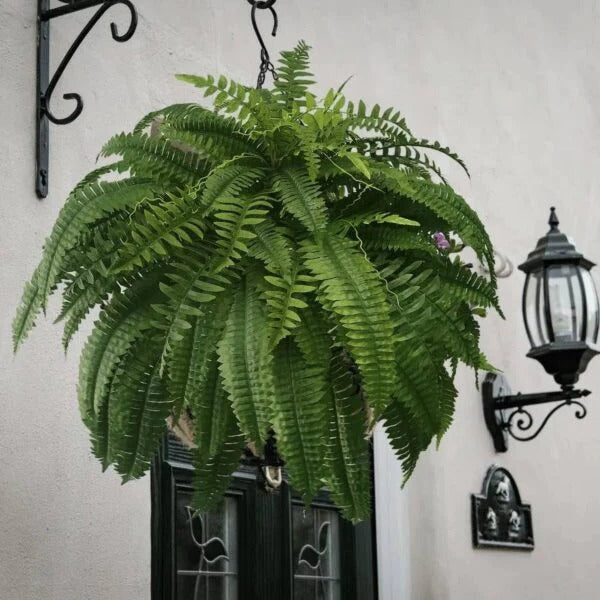 UV-Resistant Lifelike Boston Fern Plant for Indoor and Outdoor Use