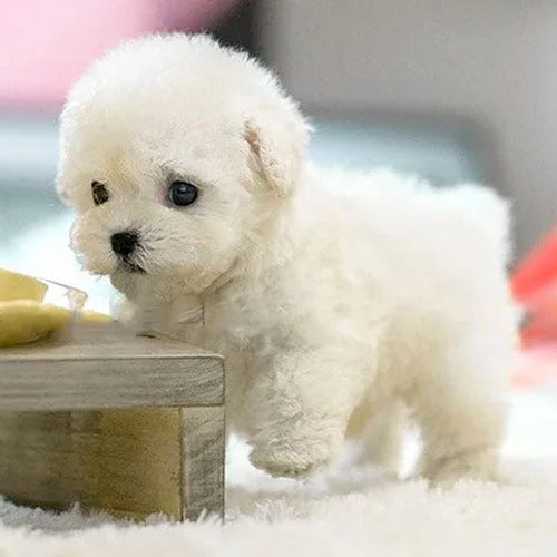 Interactive Realistic Plush Puppy Toy with Sounds and Movements
