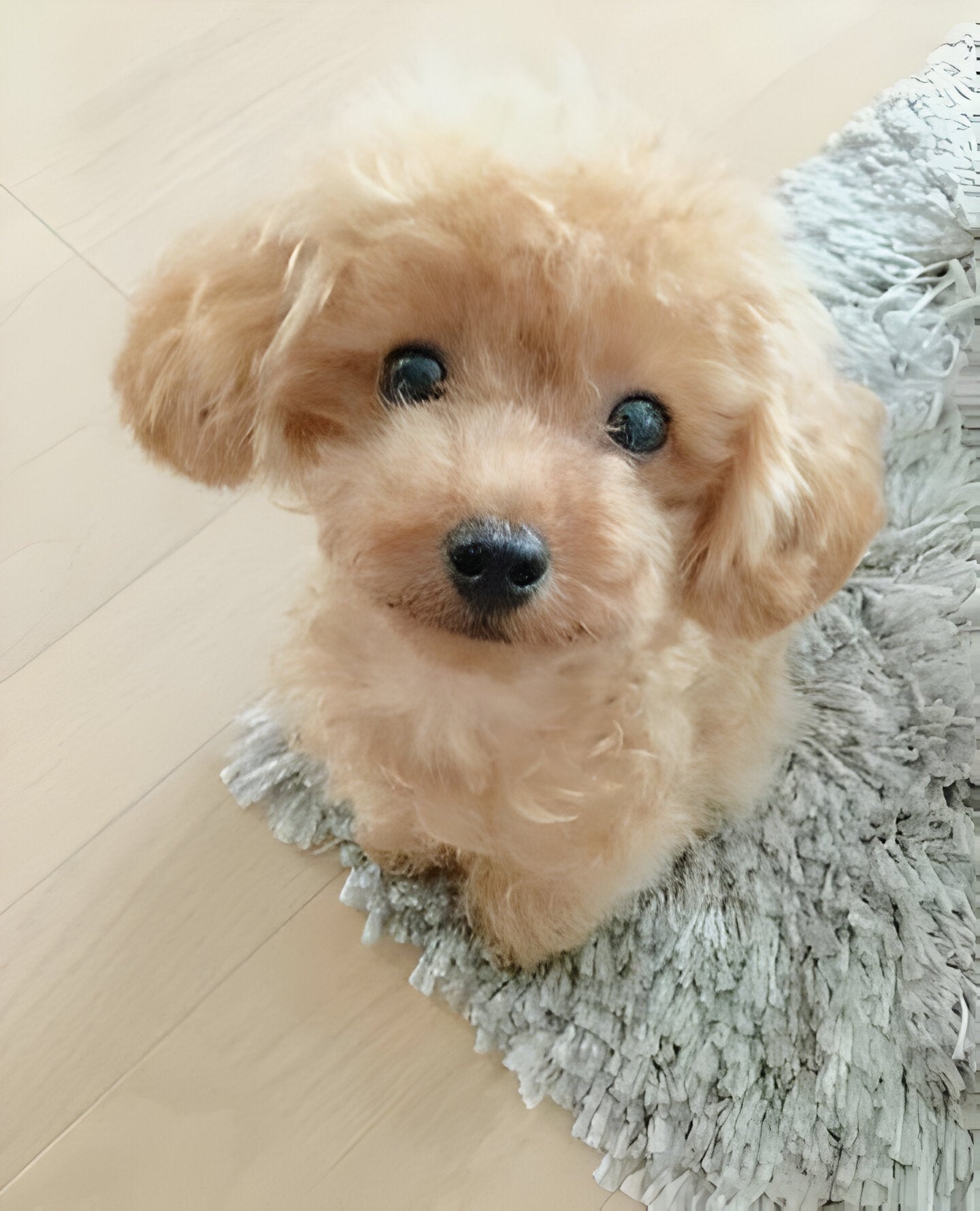 Realistic Plush Teddy Dog with Hand-Sculpted Details