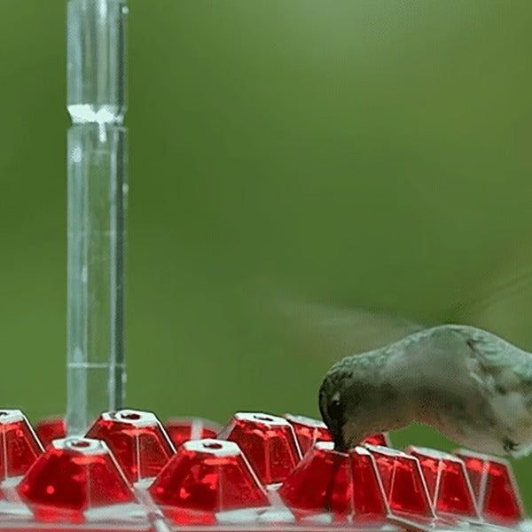 Hummingbird Feeder with Ant Moat and 30 Feeding Tubes