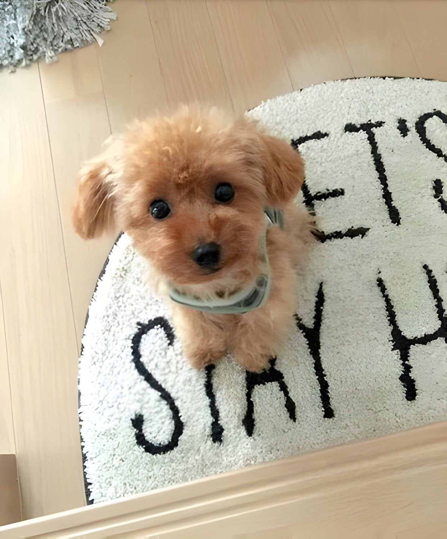 Realistic Plush Teddy Dog with Hand-Sculpted Details