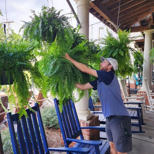 UV Resistant Lifelike Outdoor Boston Fern Plant