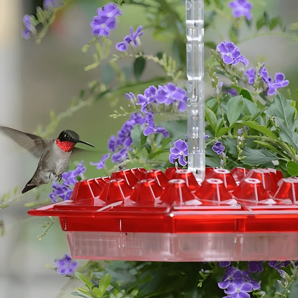 Hummingbird Feeder with Ant Moat and 30 Feeding Tubes