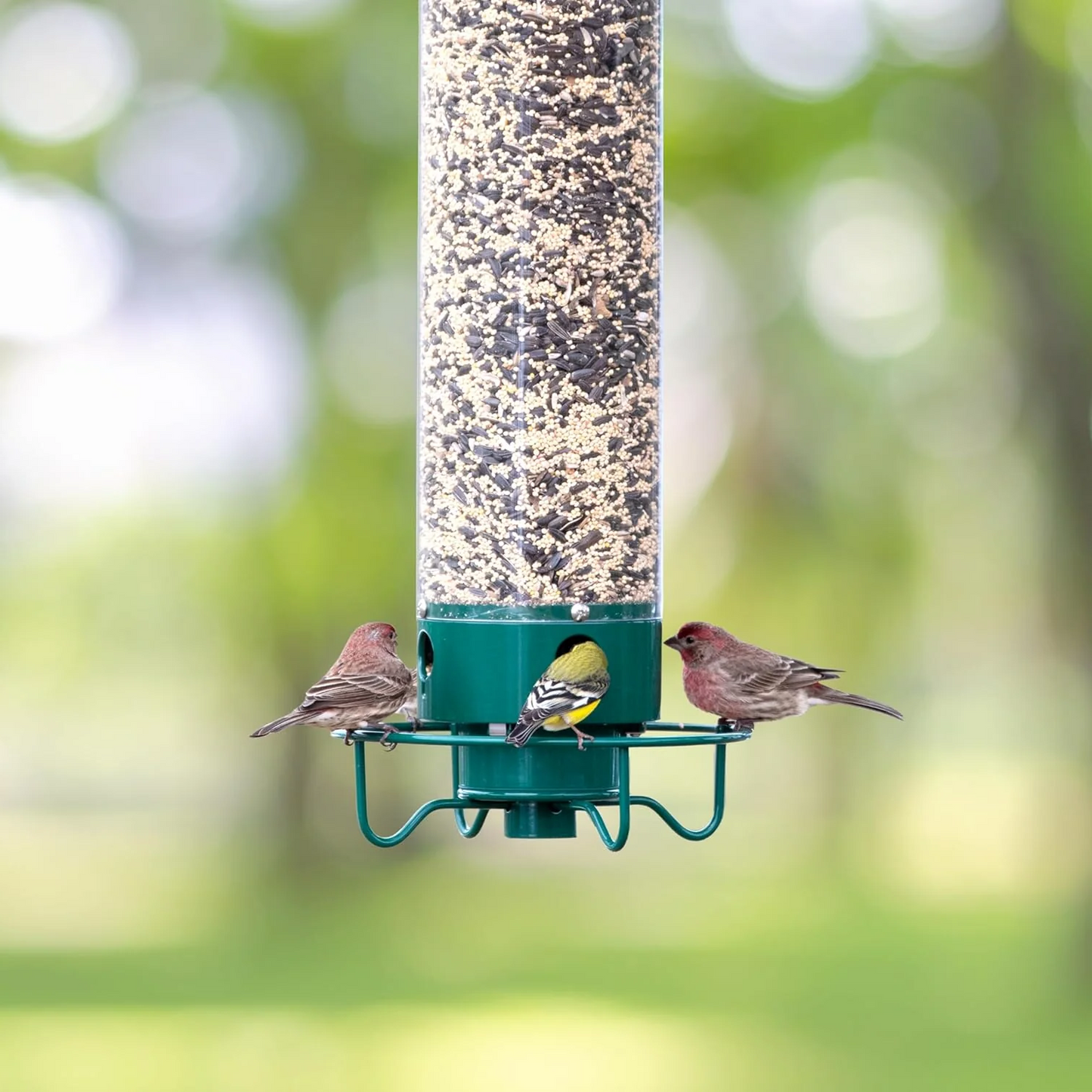 Squirrel Proof Metal Bird Feeder with Rotating Perch and Large Capacity