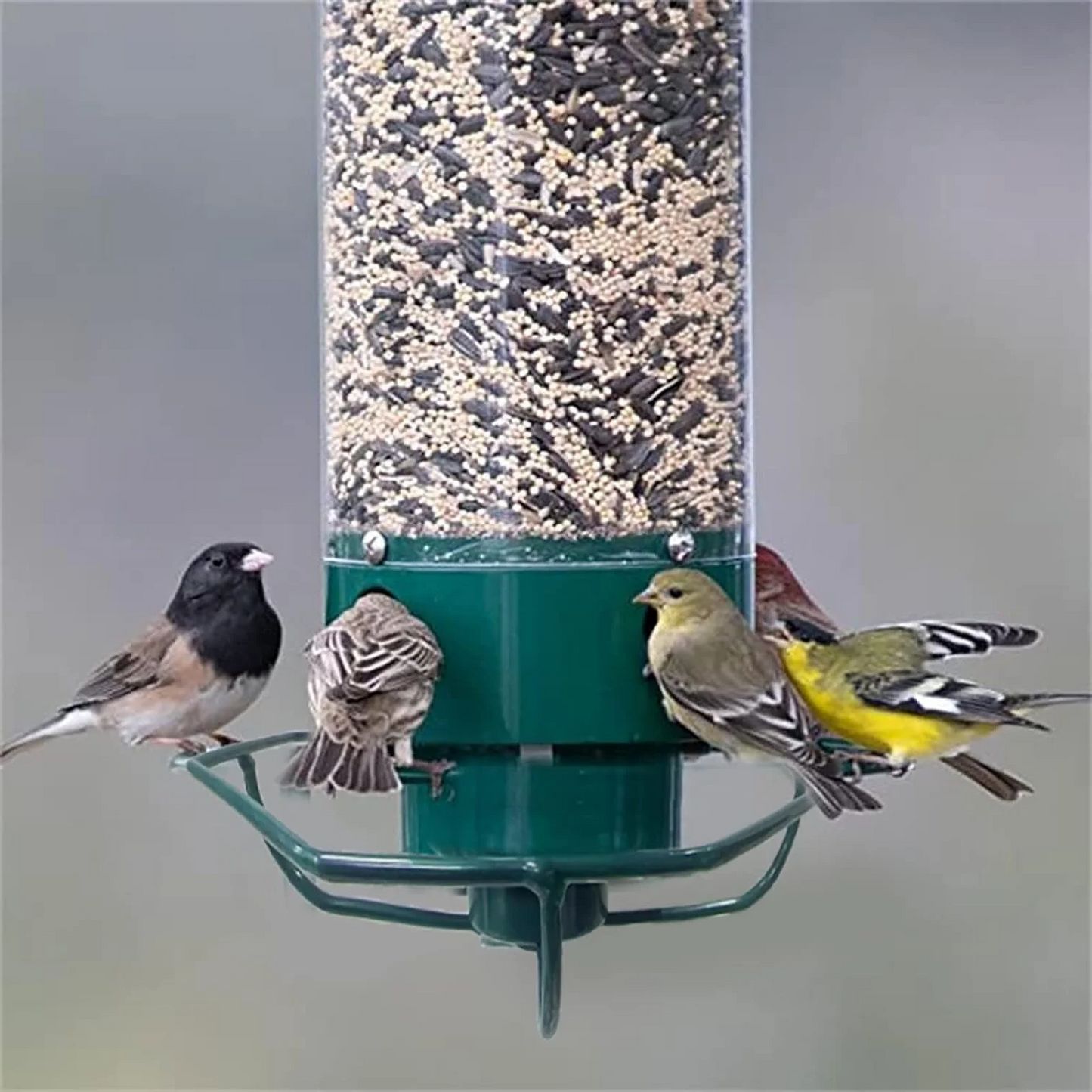 Squirrel Proof Hanging Bird Feeder with Rotating Perch