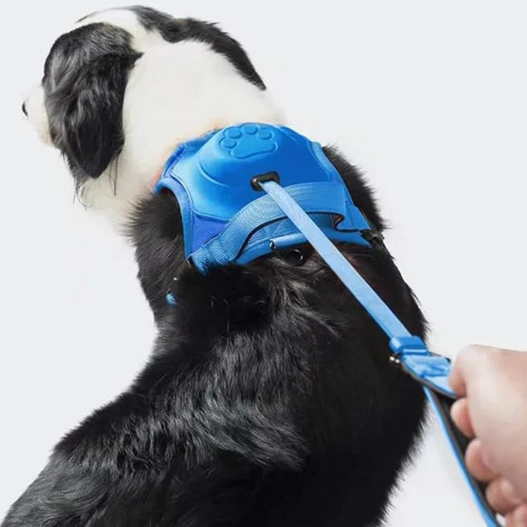 Durable Comfortable Dog Leash with Swivel Lock
