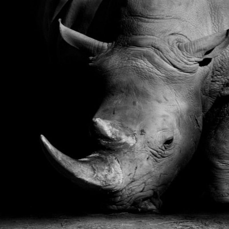 Black and White African Wildlife Canvas Wall Art