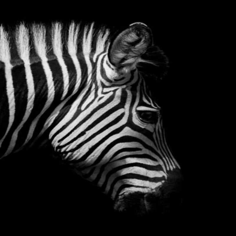 Black and White African Wildlife Canvas Wall Art