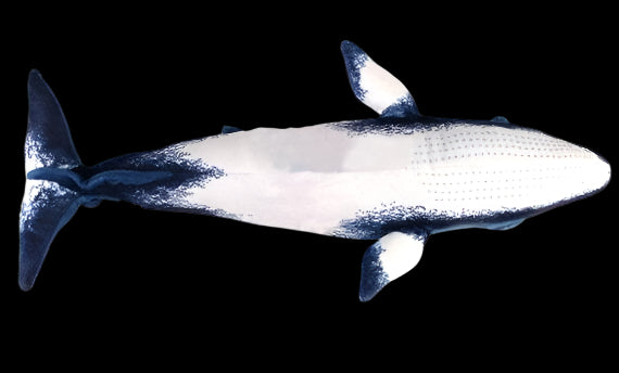 Minke Whale Plush Stuffed Toy - 21 Inch Blue & White