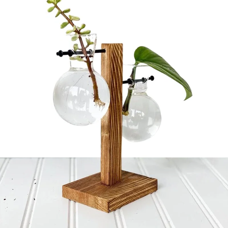 Wooden Hydroponic Plant Vase with Visible Roots