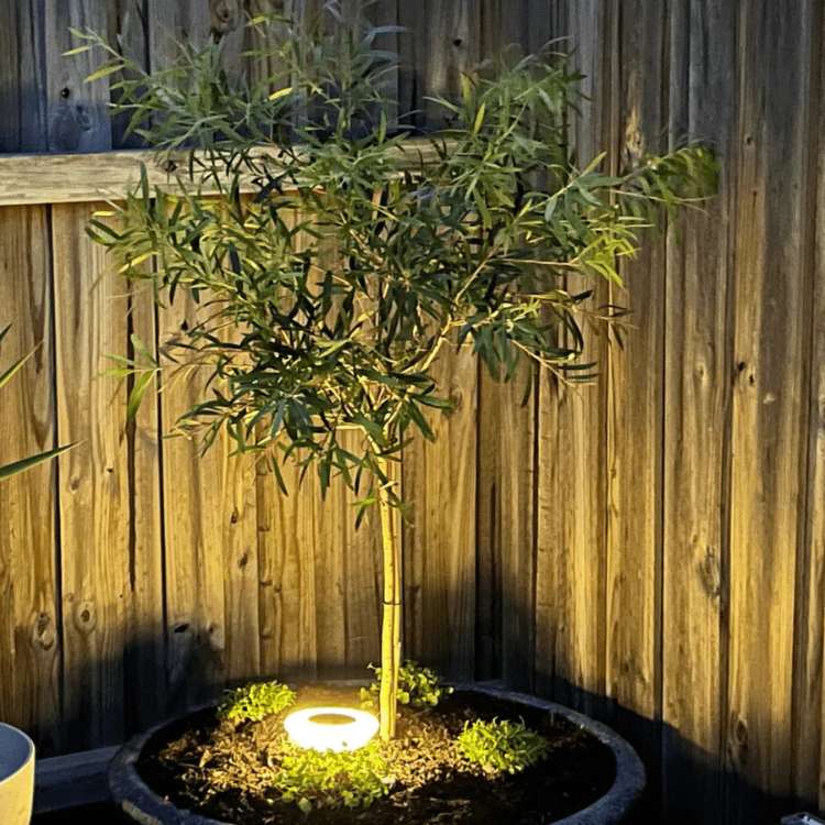 Solar-Powered Rust-Proof Garden Lights - Weatherproof LED Pathway Illumination