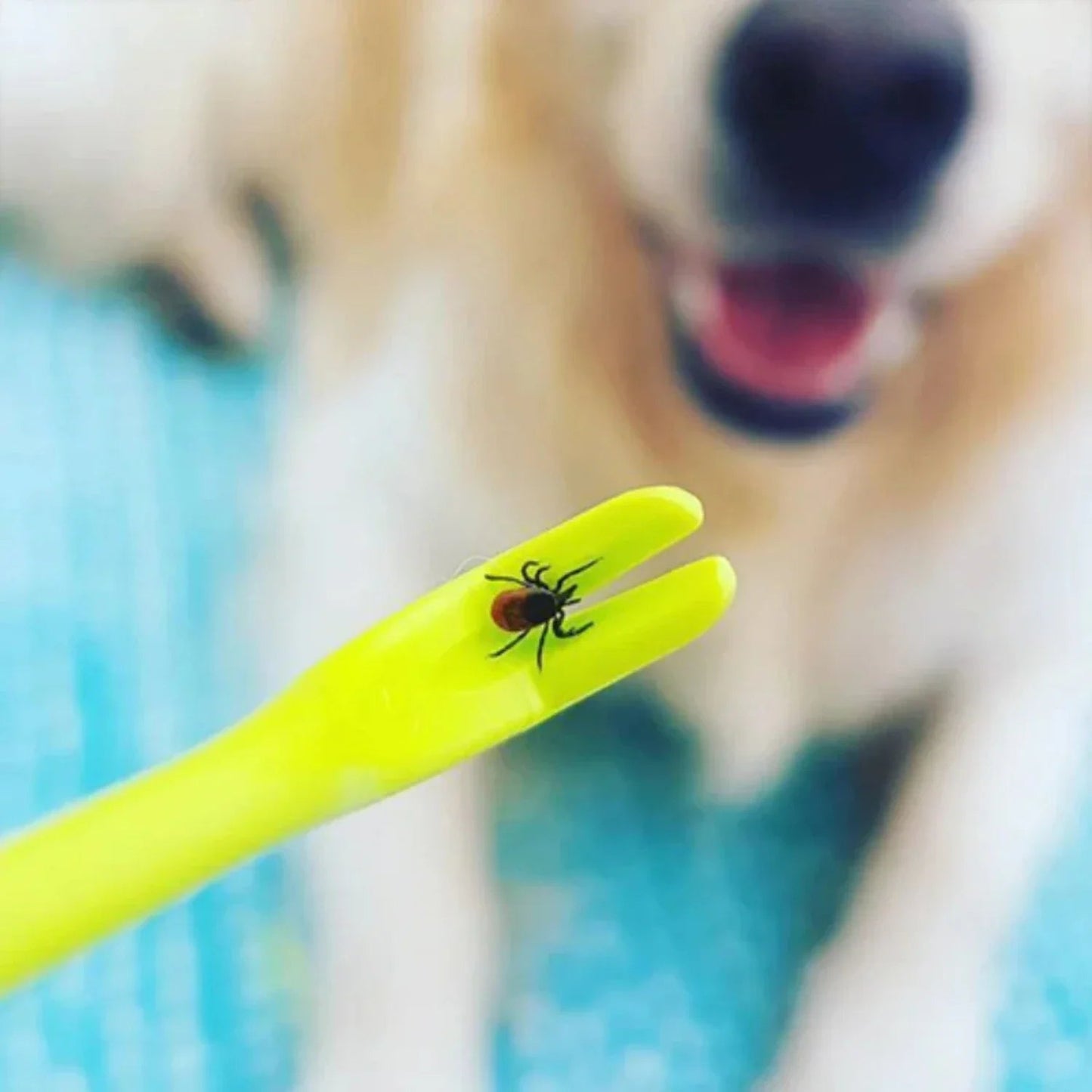Tick Removal Tool for Dogs and Pets - Safe, Chemical-Free, 3 Sizes