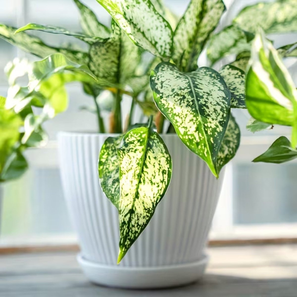 Modern Vertical Striped Flower Pot with Drainage Saucer